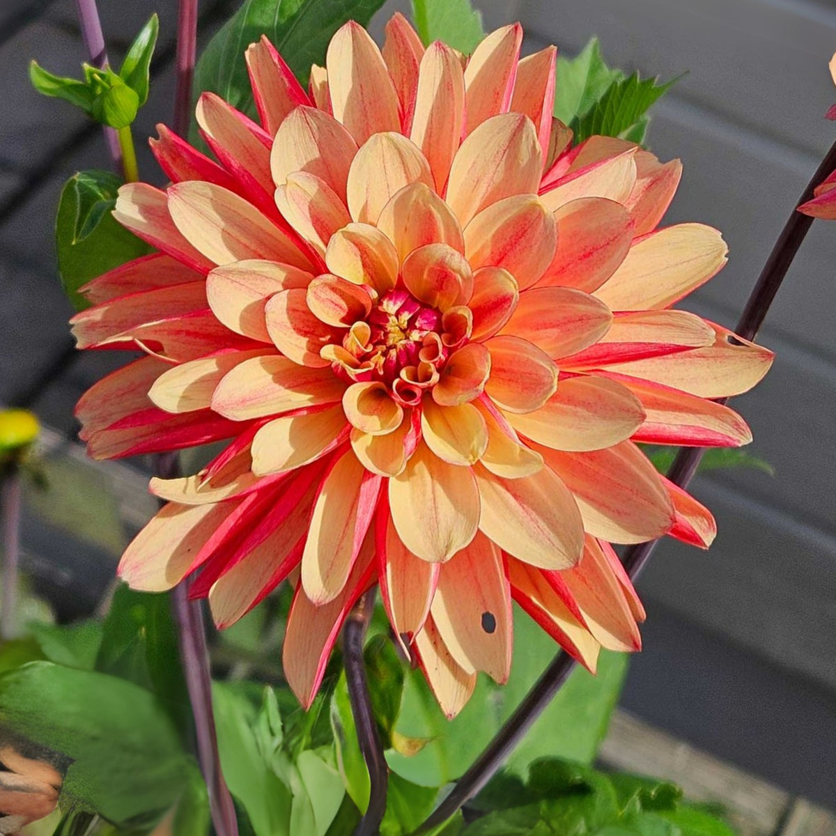 Crazy Legs Dahlia Perennial Seeds - Mixed Color Blooms, 40+ seeds