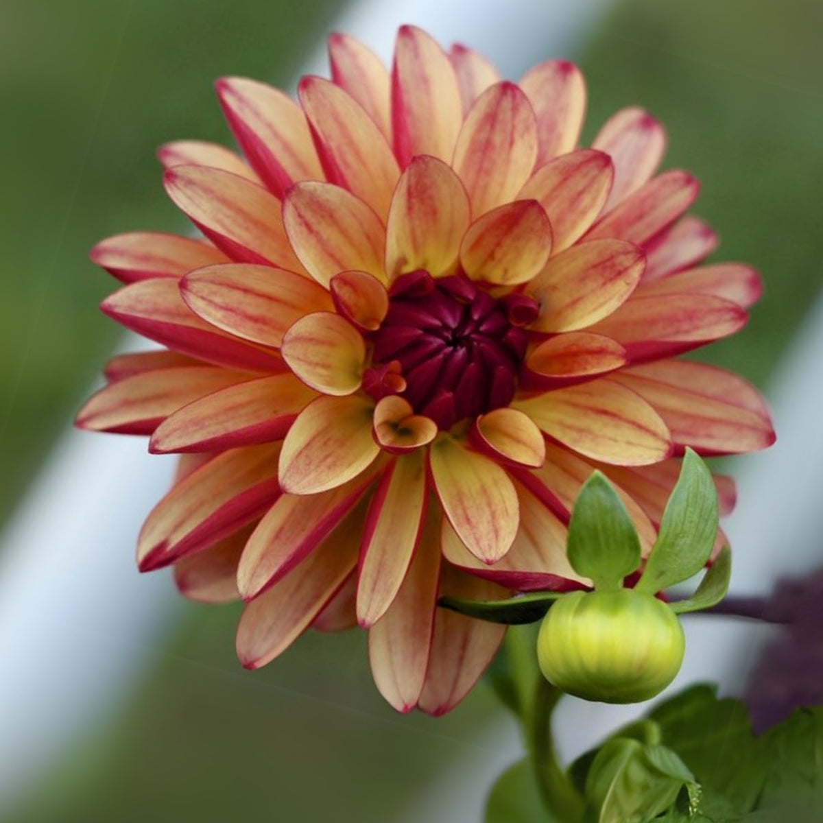 Crazy Legs Dahlia Perennial Seeds - Mixed Color Blooms, 40+ seeds