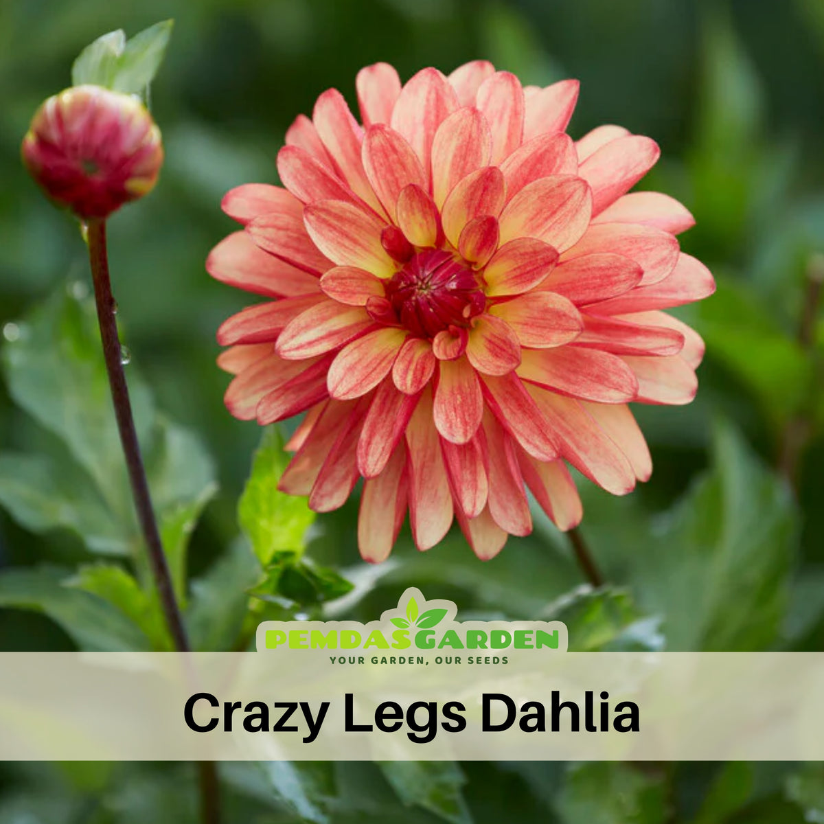 Crazy Legs Dahlia Perennial Seeds - Mixed Color Blooms, 40+ seeds