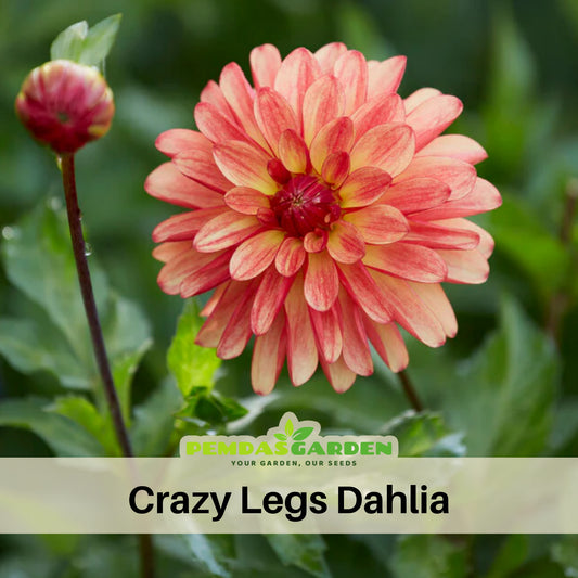 Crazy Legs Dahlia Perennial Seeds - Mixed Color Blooms, 40+ seeds