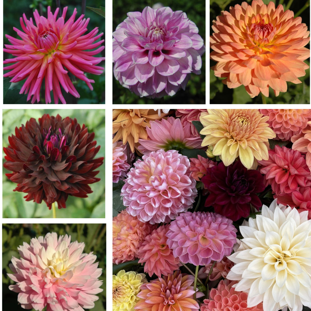 Cut Collection Dahlia Perennial Seeds - Mixed Color Blooms, 40+ seeds