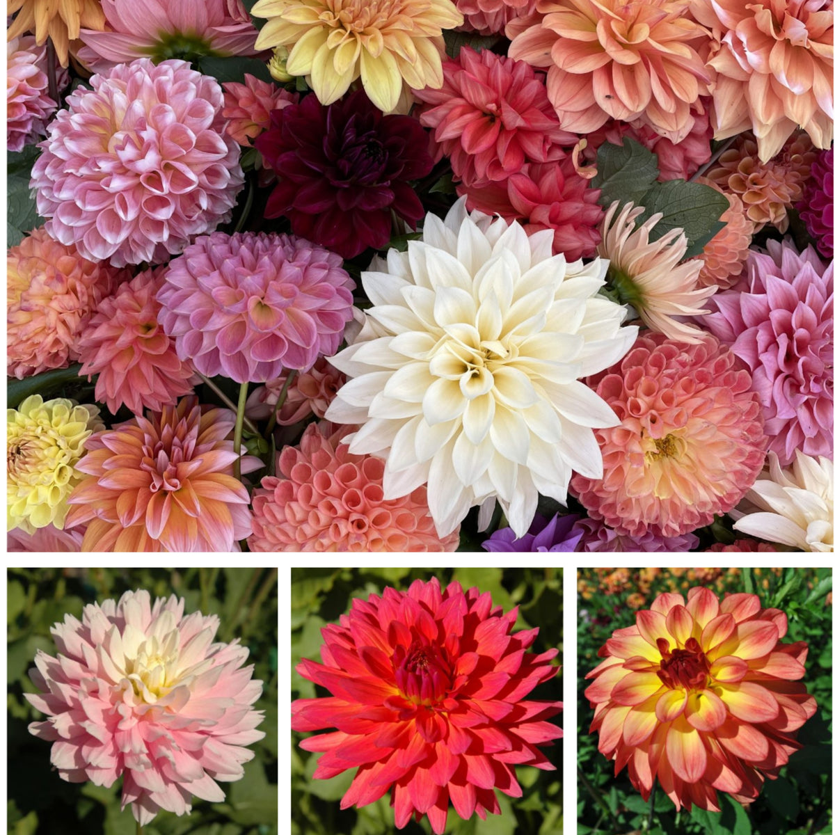 Cut Collection Dahlia Perennial Seeds - Mixed Color Blooms, 40+ seeds