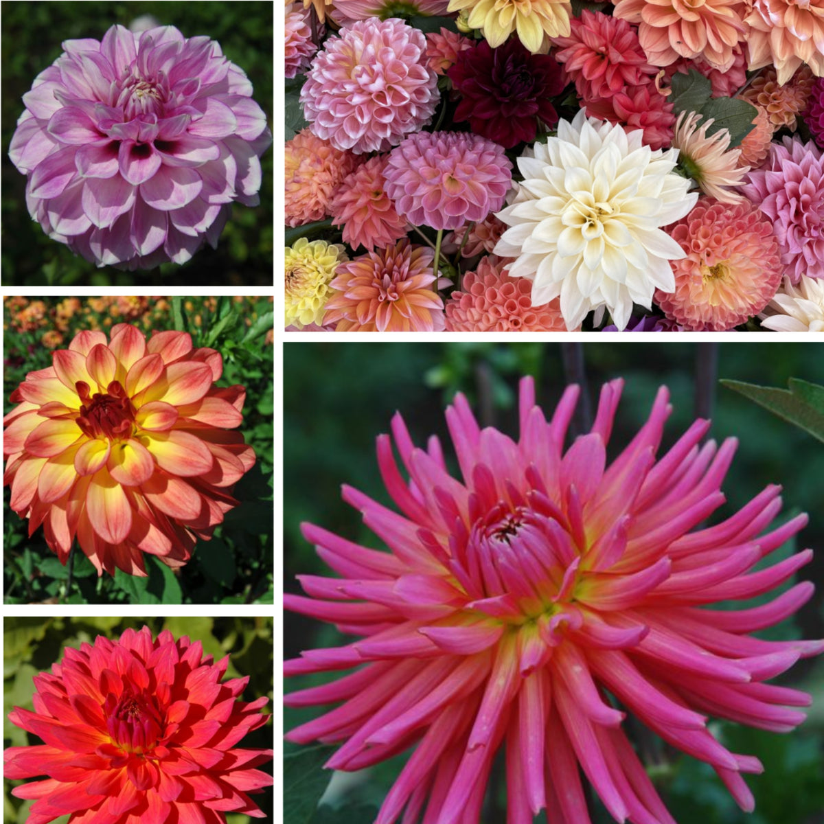 Cut Collection Dahlia Perennial Seeds - Mixed Color Blooms, 40+ seeds