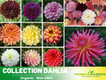 40+ Seeds|  Cut Collection Dahlia Perennial Seeds – Mixed Color Blooms, Fast Growing Annual Flowers, Ornamental Garden Seeds for Borders & Pots #D040