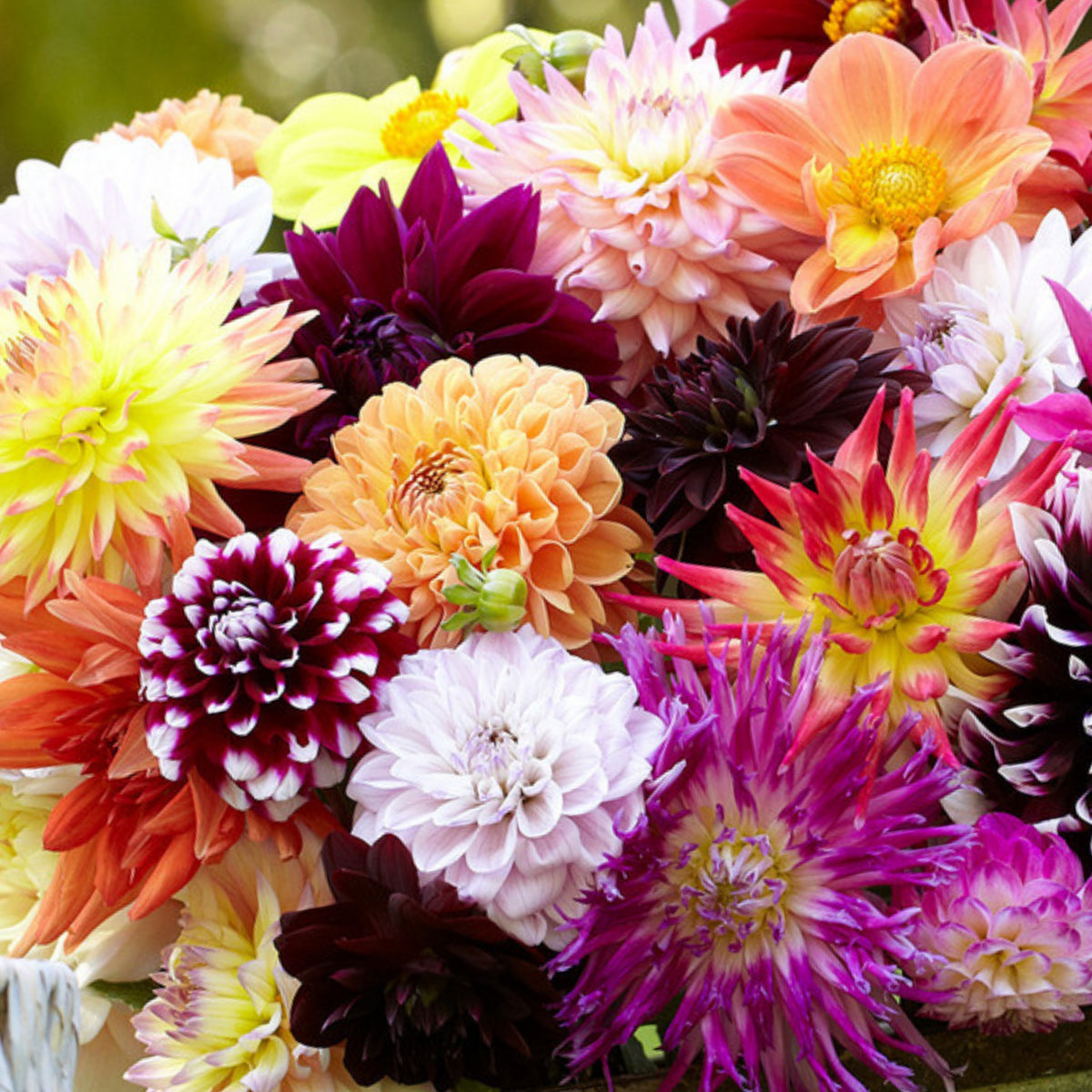 Cut Collection Dahlia Perennial Seeds - Mixed Color Blooms, 40+ seeds