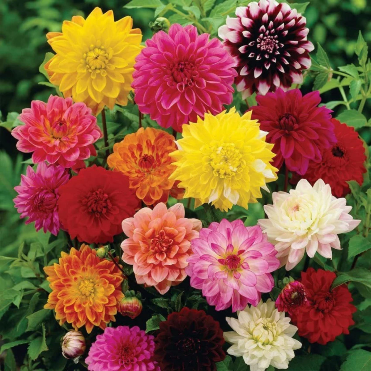 Cut Collection Dahlia Perennial Seeds - Mixed Color Blooms, 40+ seeds