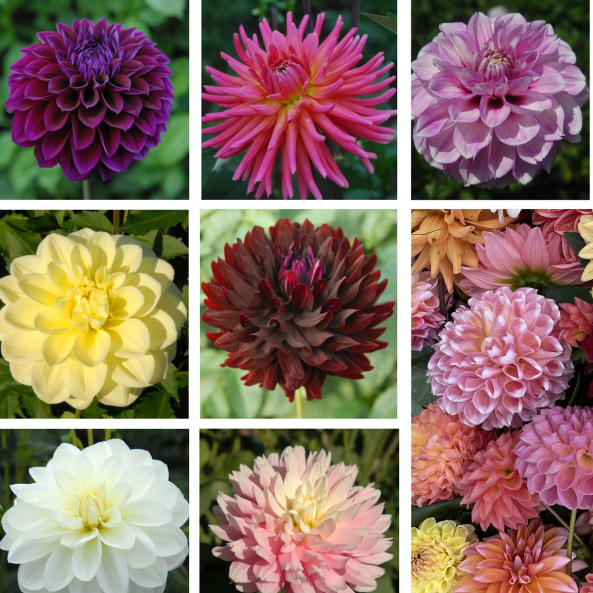 Cut Collection Dahlia Perennial Seeds - Mixed Color Blooms, 40+ seeds