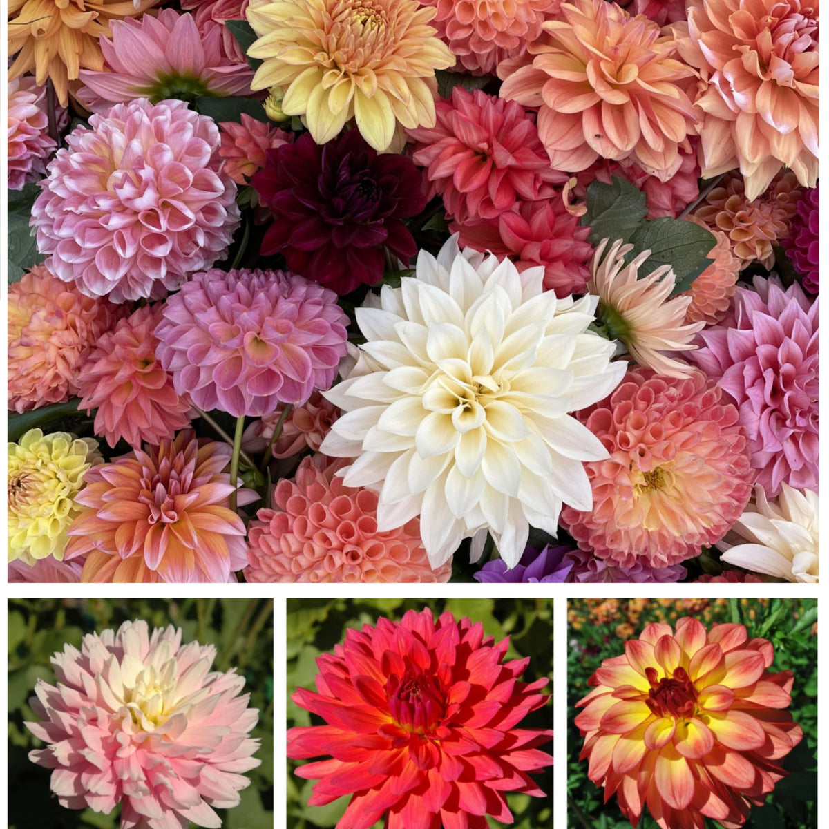 Cut Collection Dahlia Perennial Seeds - Mixed Color Blooms, 40+ seeds