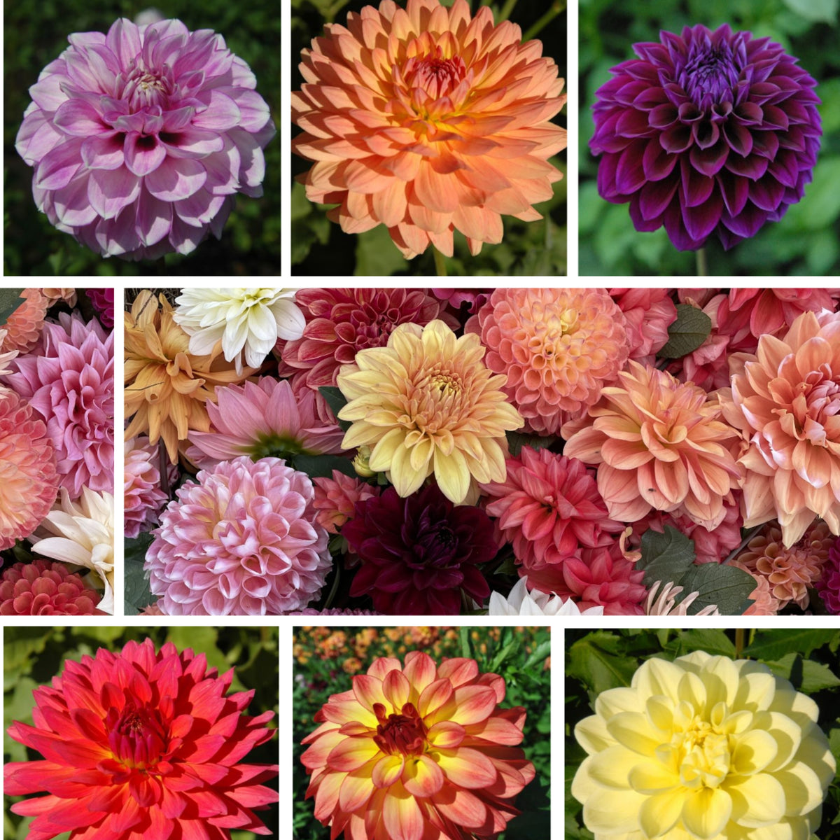 Cut Collection Dahlia Perennial Seeds - Mixed Color Blooms, 40+ seeds