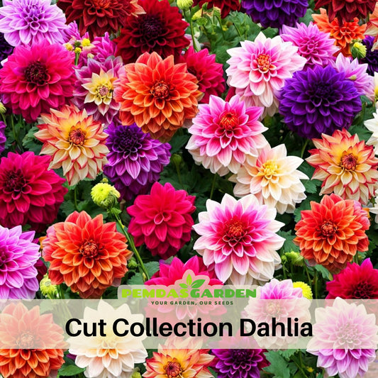 Cut Collection Dahlia Perennial Seeds - Mixed Color Blooms, 40+ seeds
