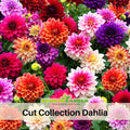 40+ Seeds|  Cut Collection Dahlia Perennial Seeds – Mixed Color Blooms, Fast Growing Annual Flowers, Ornamental Garden Seeds for Borders & Pots #D040