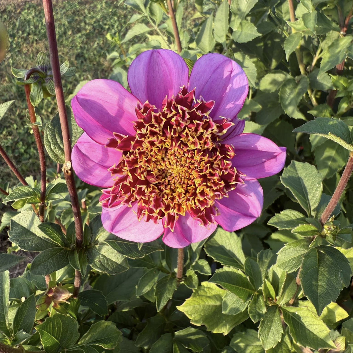 Dad's Favorite Dahlia Perennial Seeds - Mixed Color Blooms, 40+ seeds