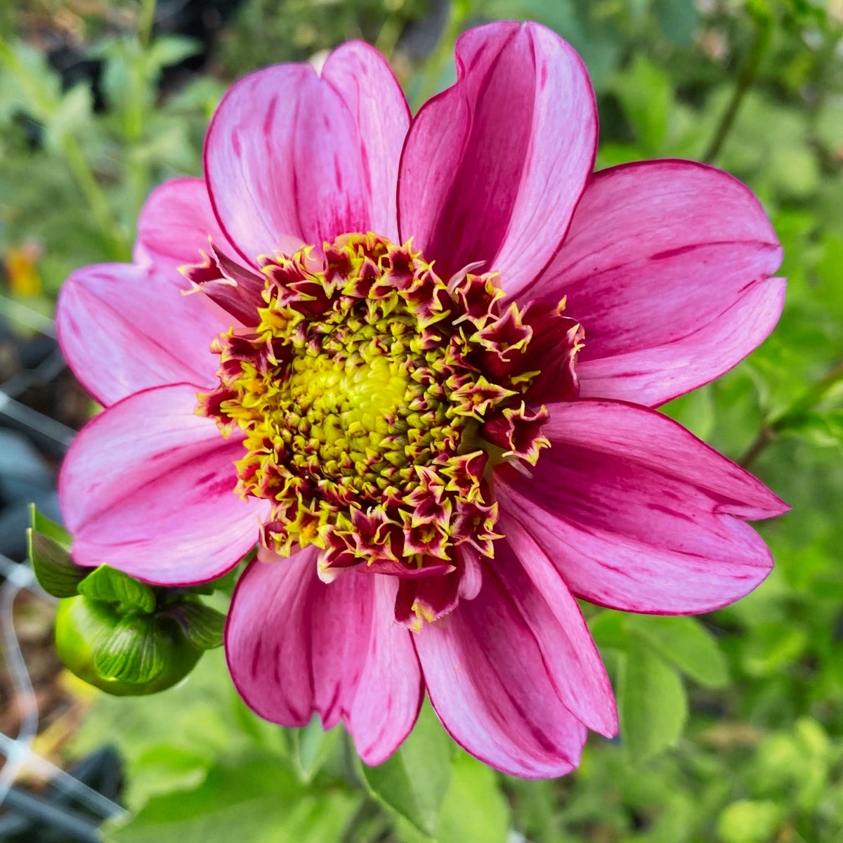 Dad's Favorite Dahlia Perennial Seeds - Mixed Color Blooms, 40+ seeds