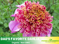 40+ Seeds|  Dad's Favorite Dahlia Perennial Seeds – Mixed Color Blooms, Fast Growing Annual Flowers, Ornamental Garden Seeds for Borders & Pots#D041