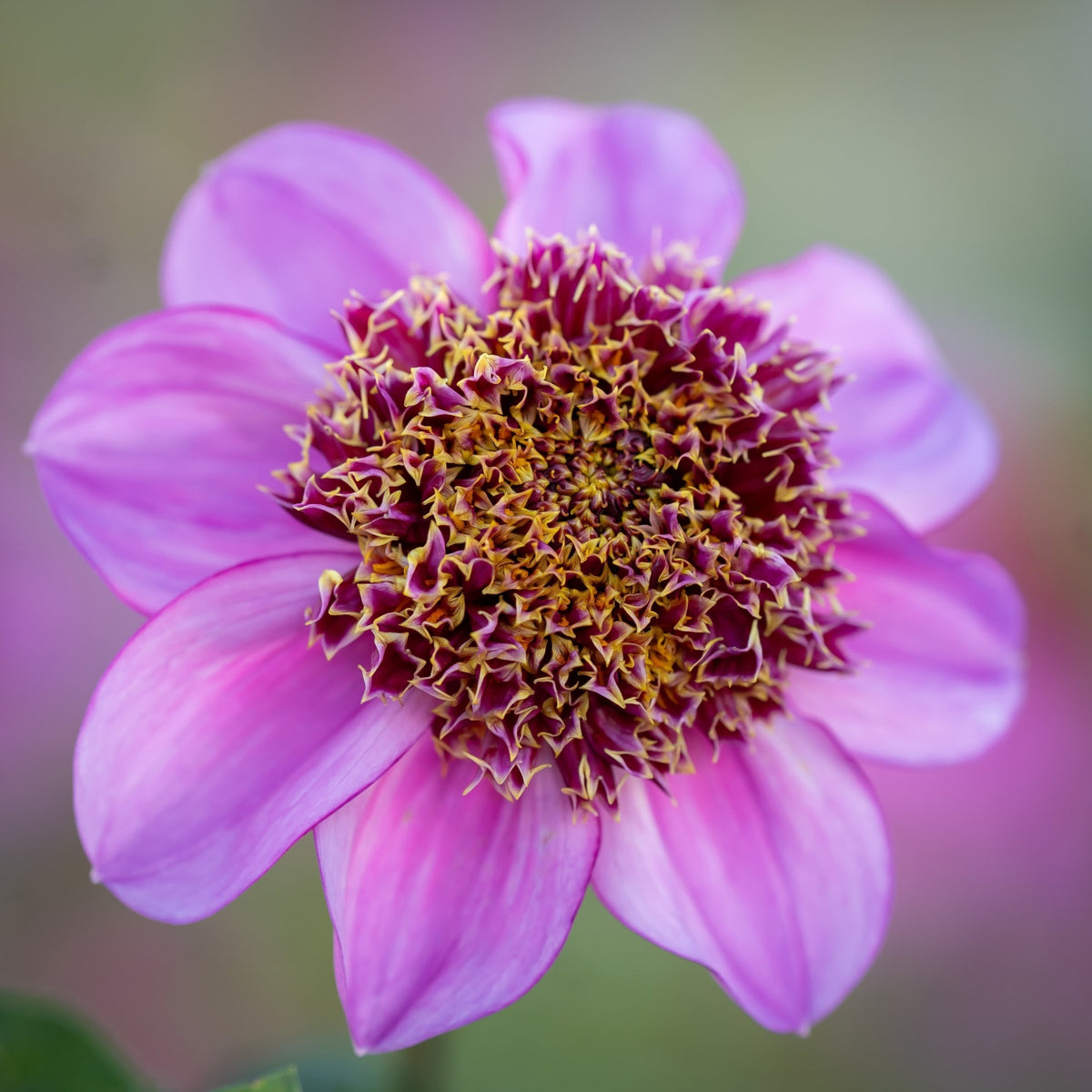 Dad's Favorite Dahlia Perennial Seeds - Mixed Color Blooms, 40+ seeds