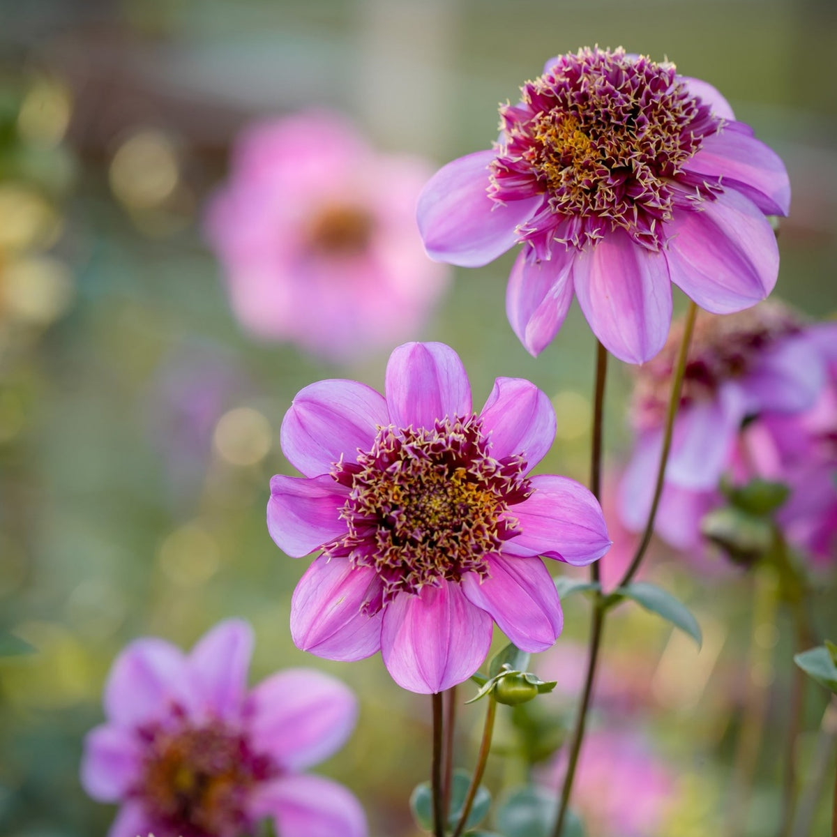 Dad's Favorite Dahlia Perennial Seeds - Mixed Color Blooms, 40+ seeds