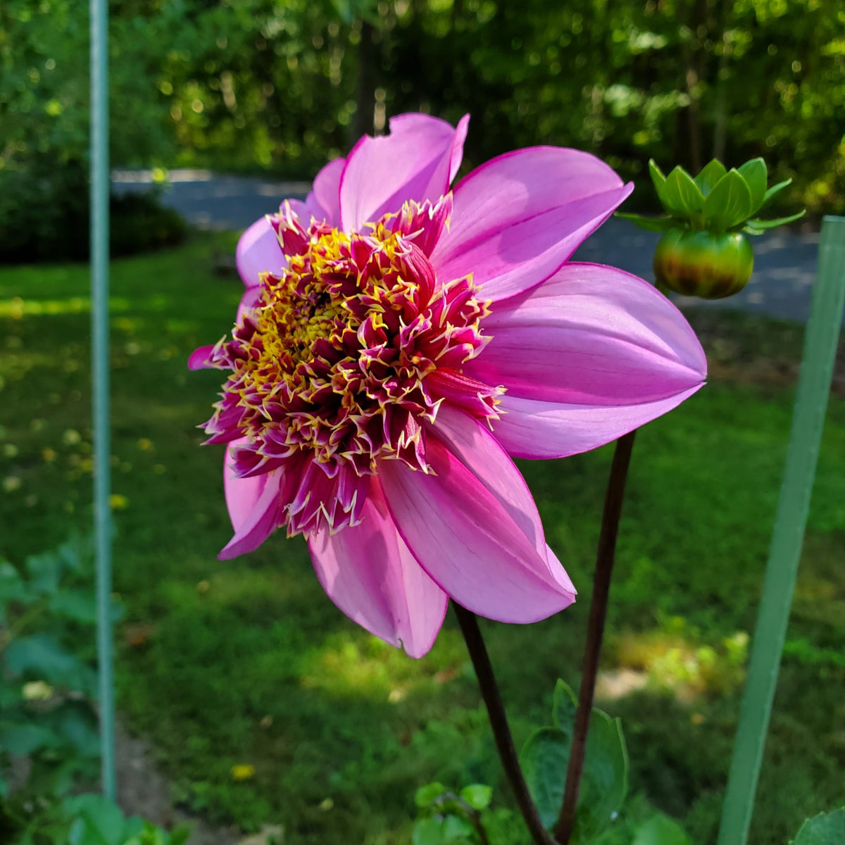 Dad's Favorite Dahlia Perennial Seeds - Mixed Color Blooms, 40+ seeds