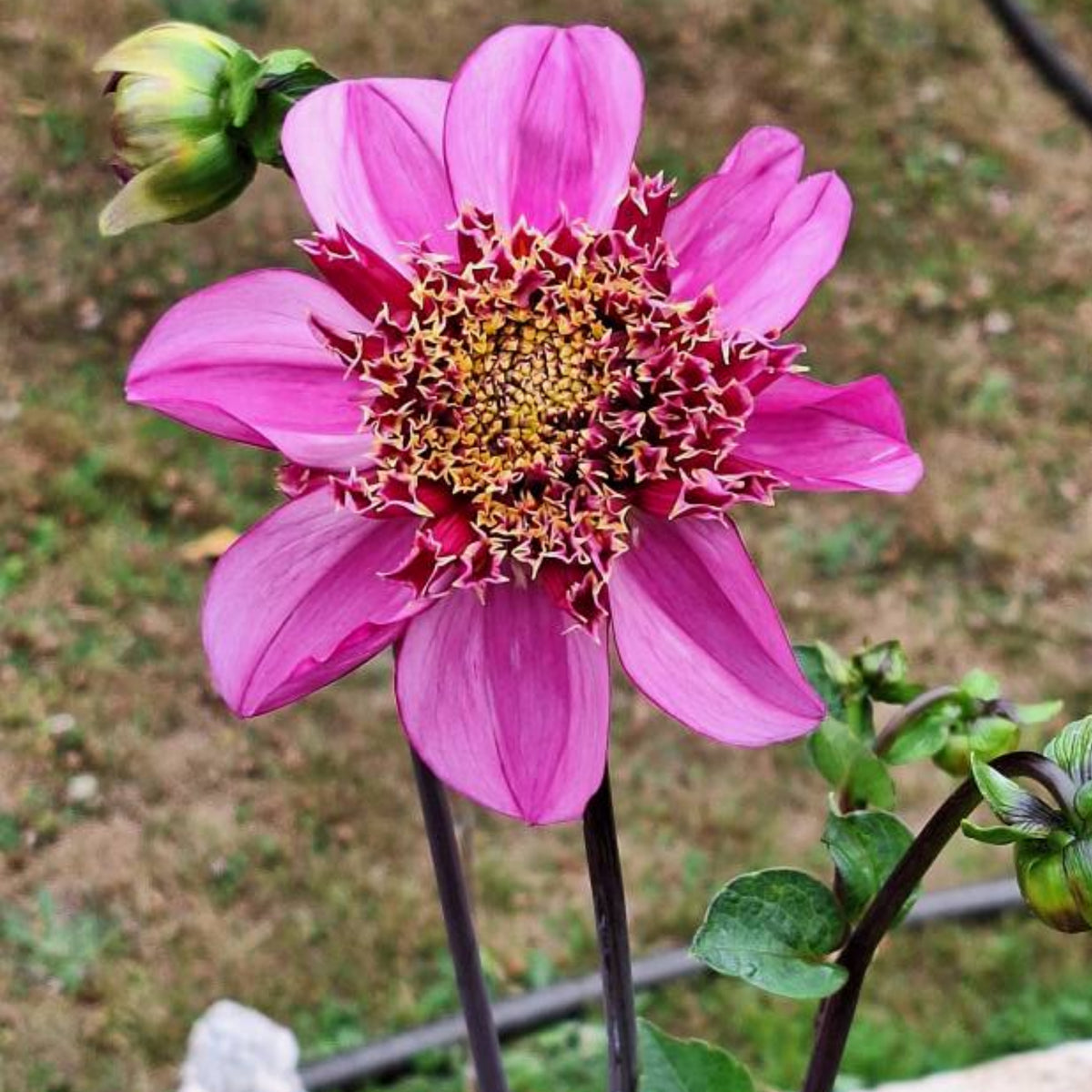 Dad's Favorite Dahlia Perennial Seeds - Mixed Color Blooms, 40+ seeds