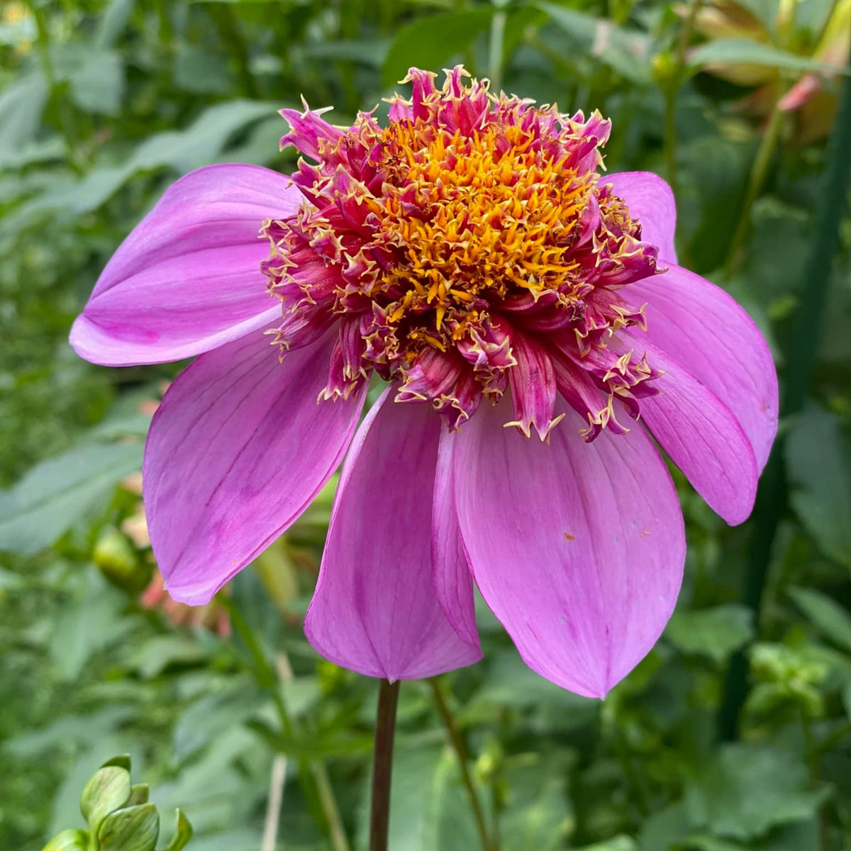 Dad's Favorite Dahlia Perennial Seeds - Mixed Color Blooms, 40+ seeds