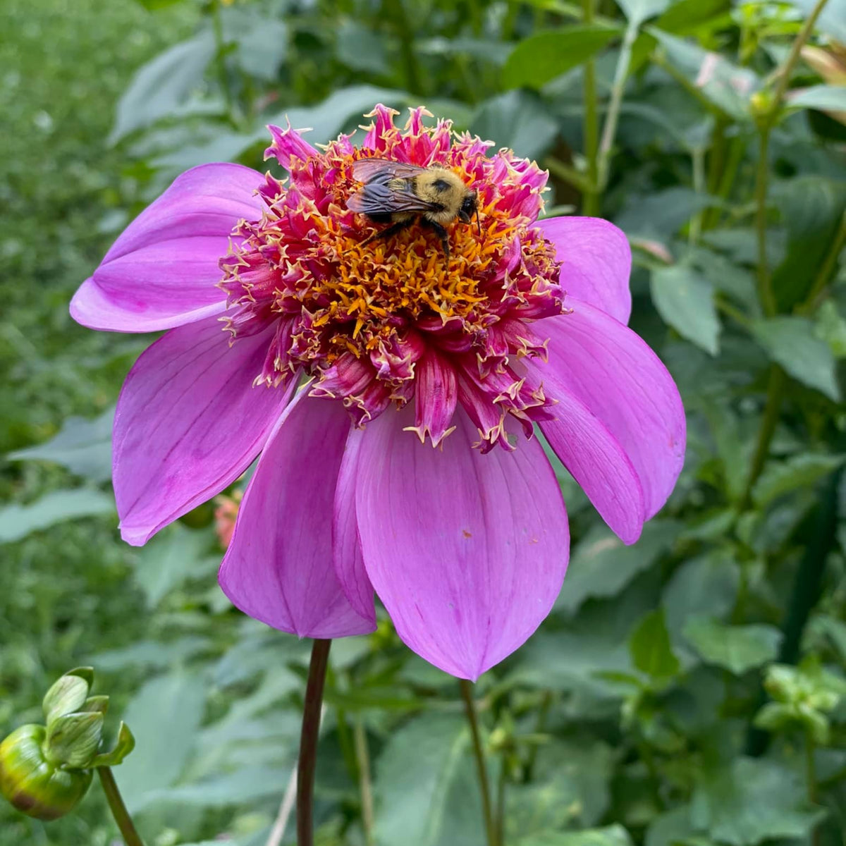 Dad's Favorite Dahlia Perennial Seeds - Mixed Color Blooms, 40+ seeds