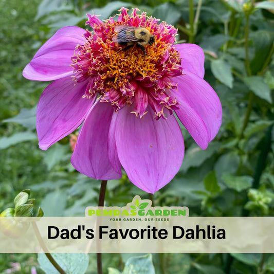 Dad's Favorite Dahlia Perennial Seeds - Mixed Color Blooms, 40+ seeds