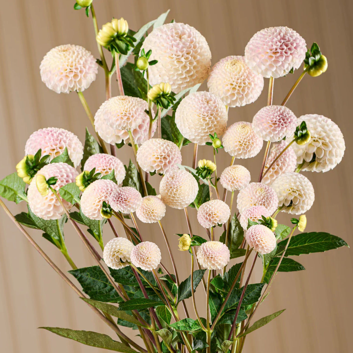 Small World Dahlia Seeds, 40+ seeds