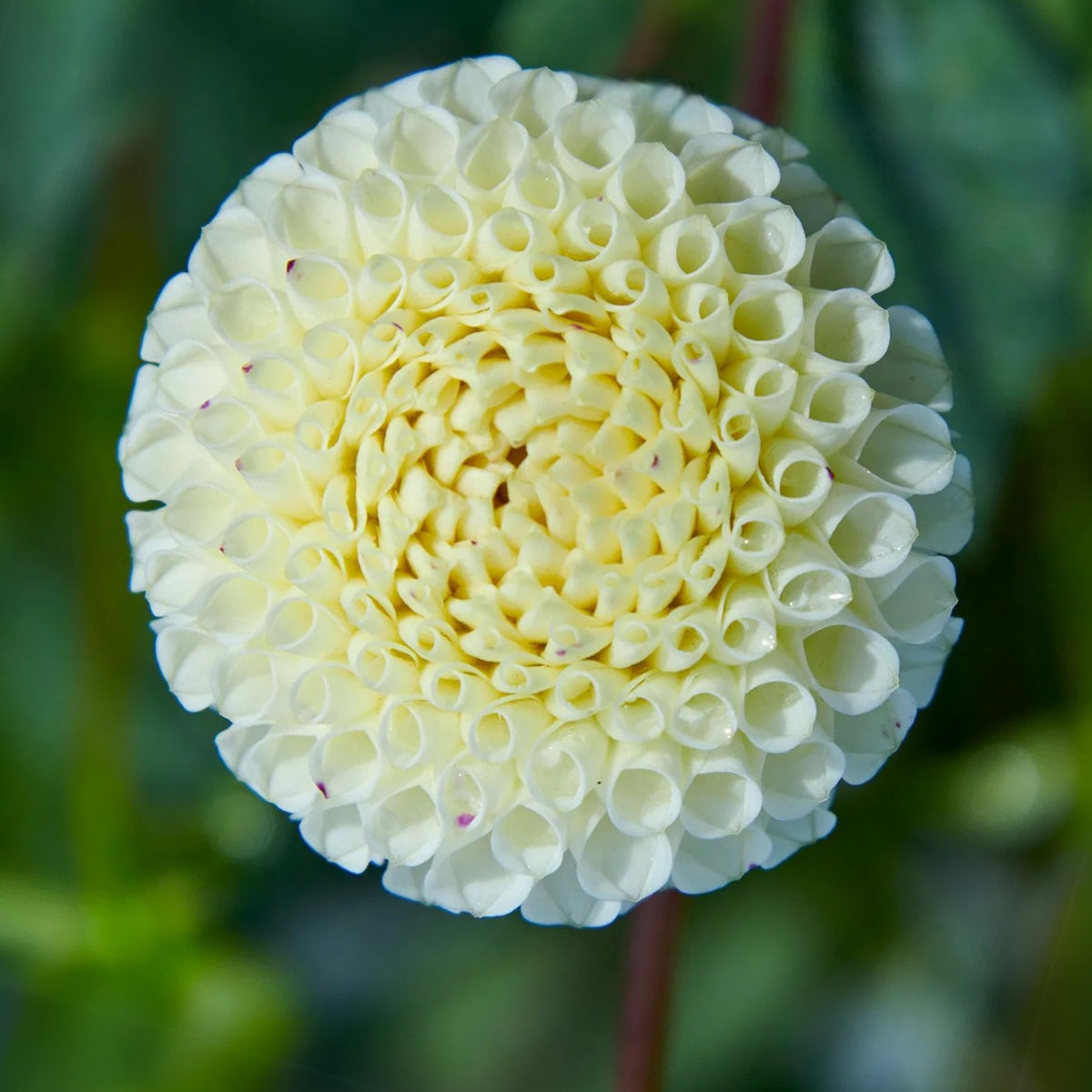 Small World Dahlia Seeds, 40+ seeds