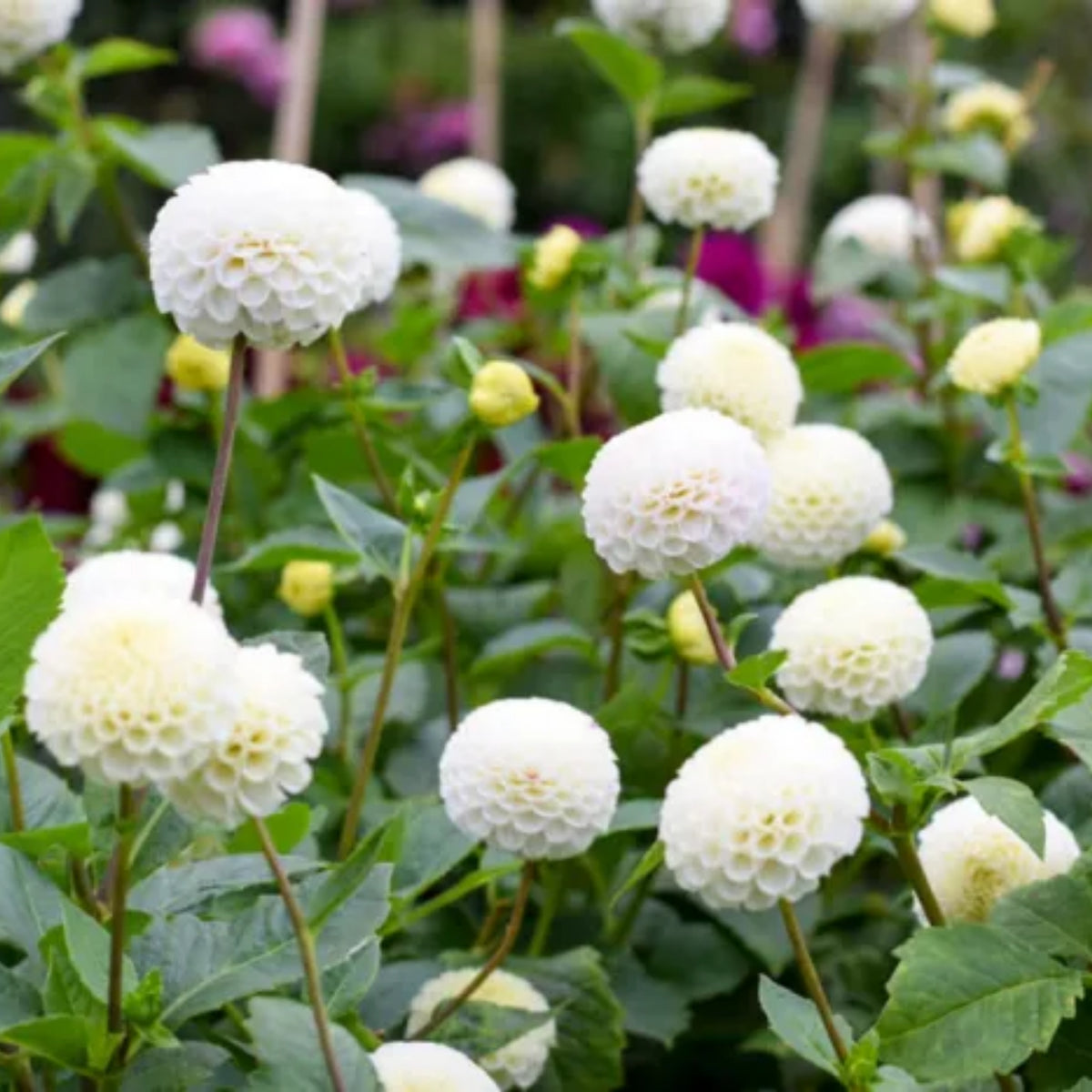 Small World Dahlia Seeds, 40+ seeds