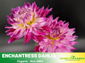 40+ Seeds|  Enchantress Dahlia Perennial Seeds– Long Lasting Blooms, Ideal for Cut Flower Arrangements, Vibrant Garden Mix for Summer & Fall #D042