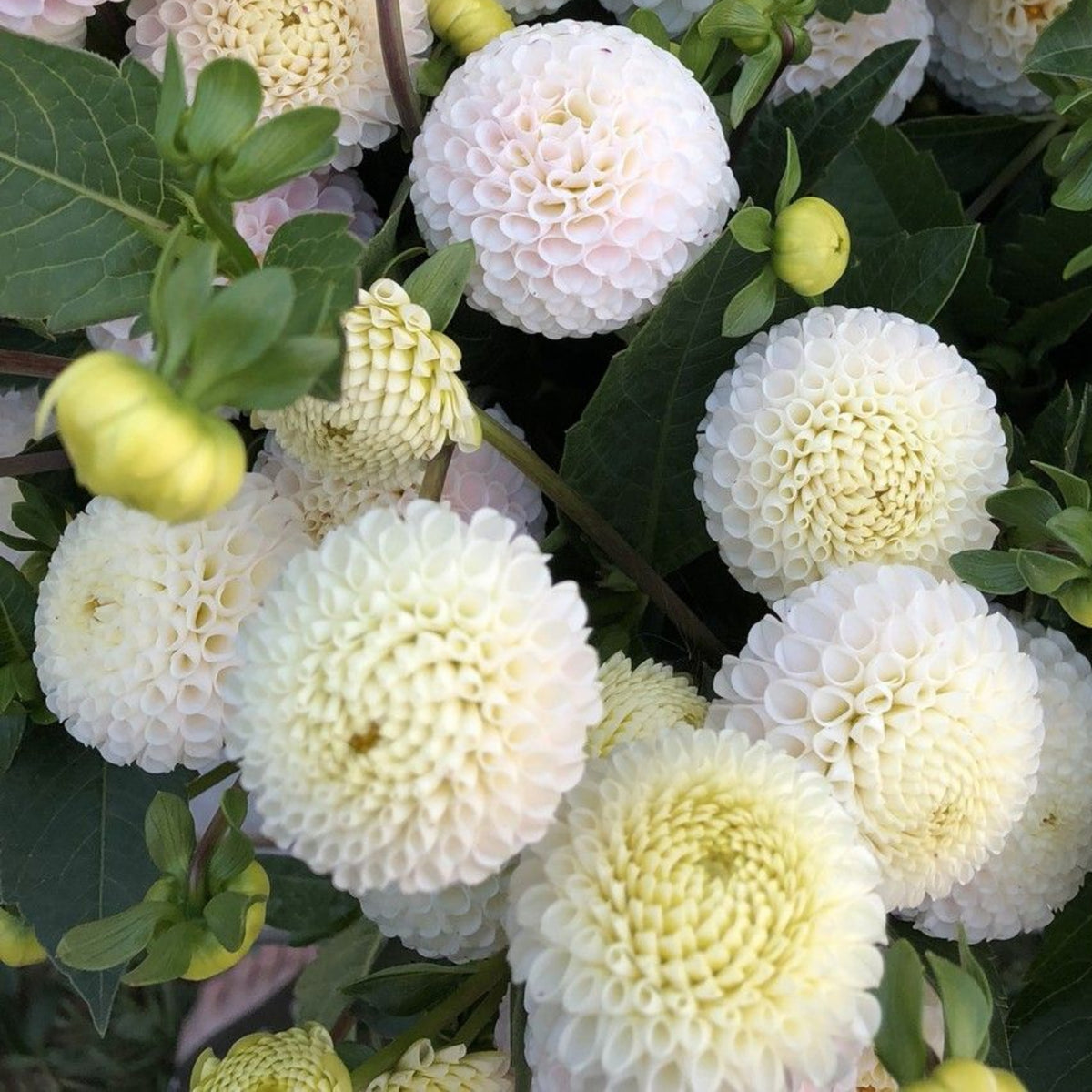 Small World Dahlia Seeds, 40+ seeds