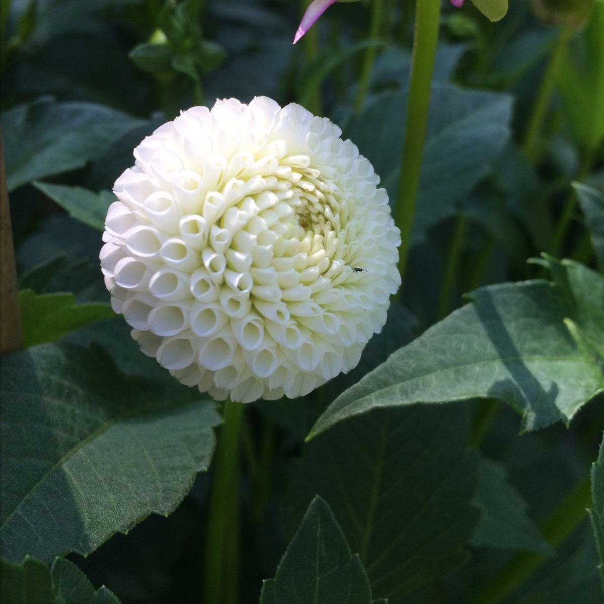 Small World Dahlia Seeds, 40+ seeds