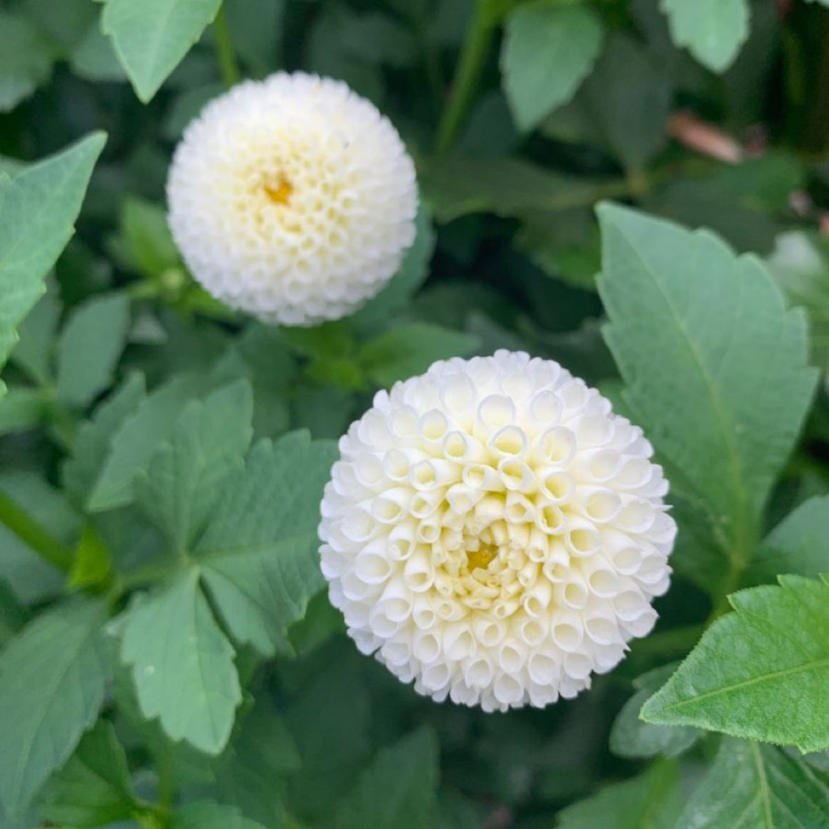Small World Dahlia Seeds, 40+ seeds