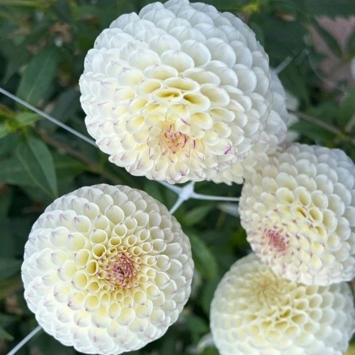 Small World Dahlia Seeds, 40+ seeds