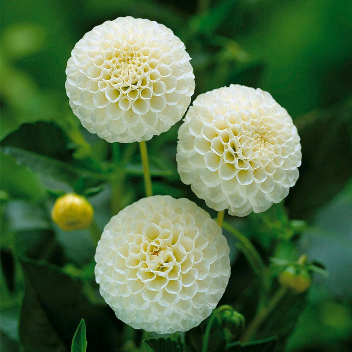 Small World Dahlia Seeds, 40+ seeds