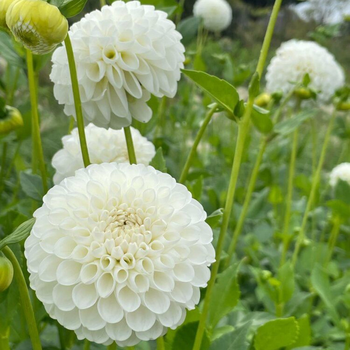 Small World Dahlia Seeds, 40+ seeds