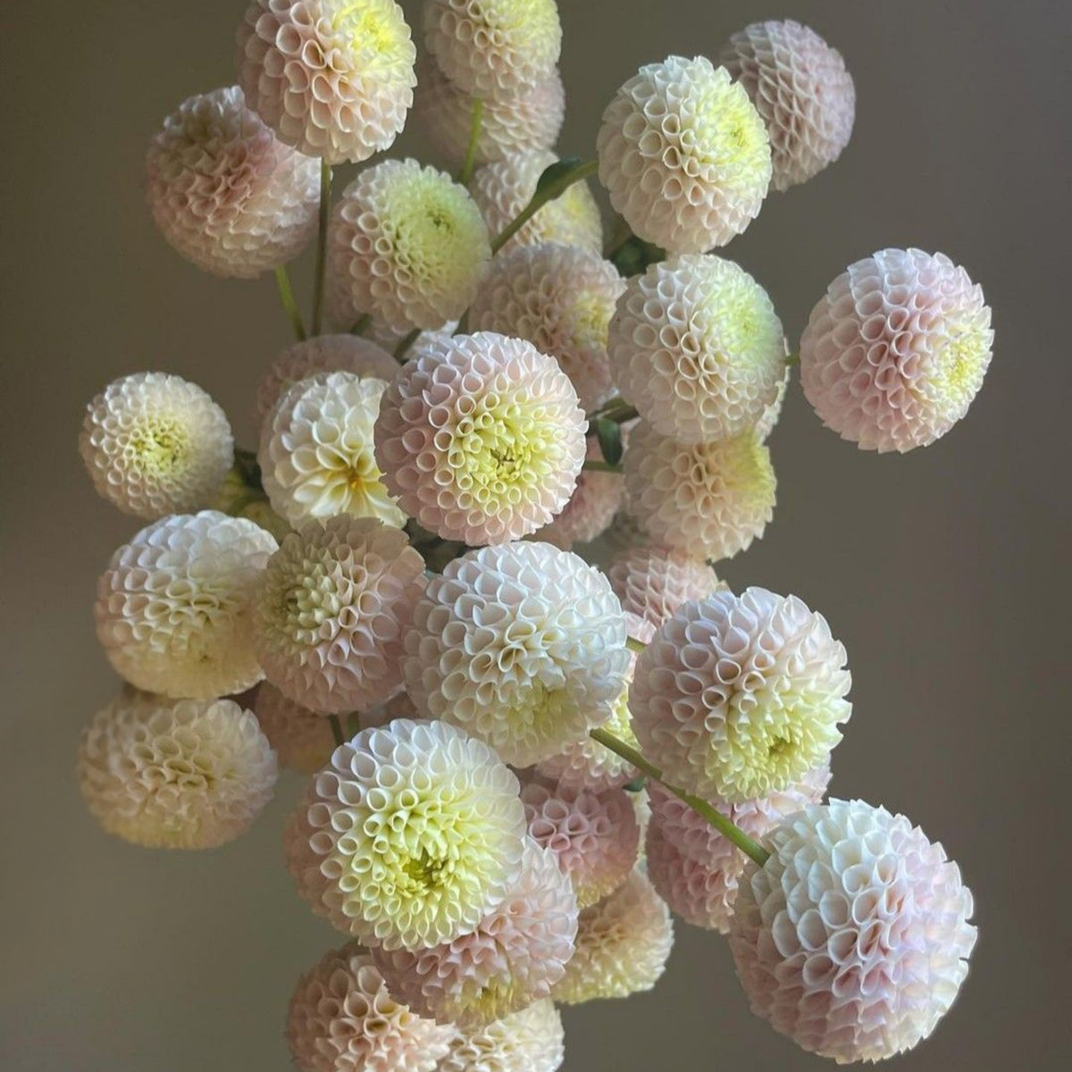 Small World Dahlia Seeds, 40+ seeds