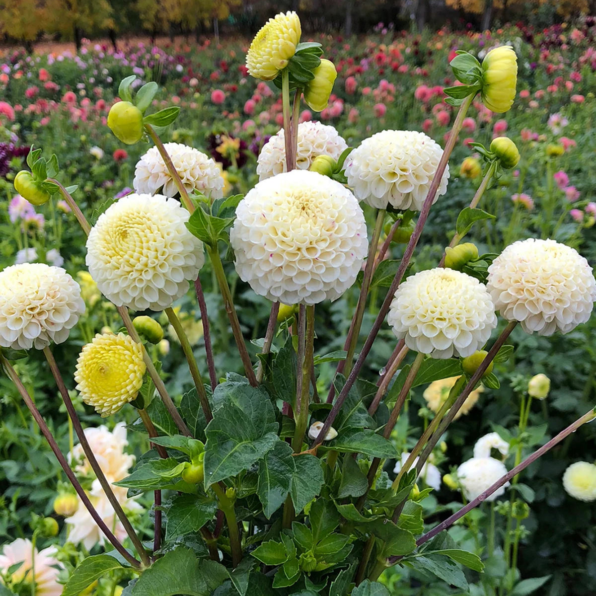 Small World Dahlia Seeds, 40+ seeds