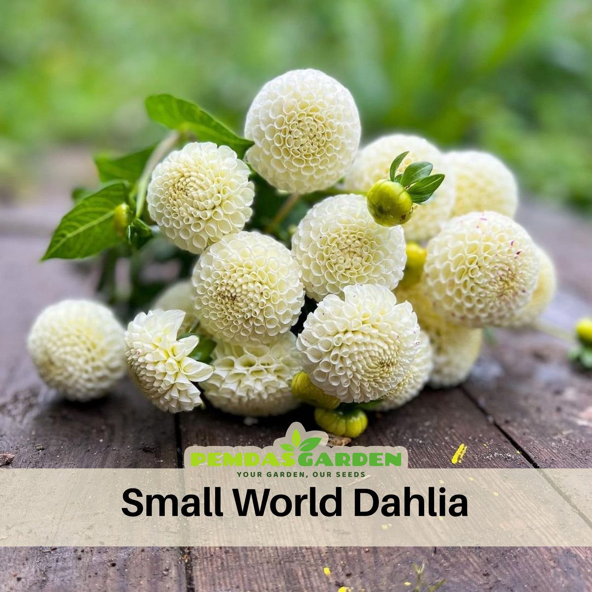 Small World Dahlia Seeds, 40+ seeds