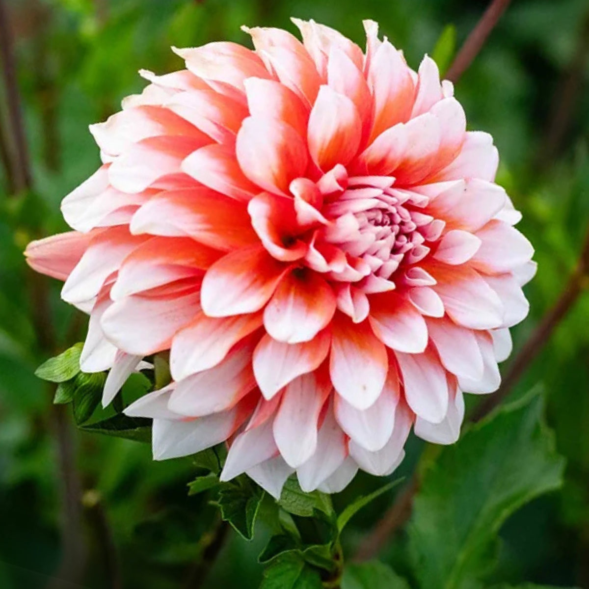 A la Mode Dahlia Seeds, 40+ seeds