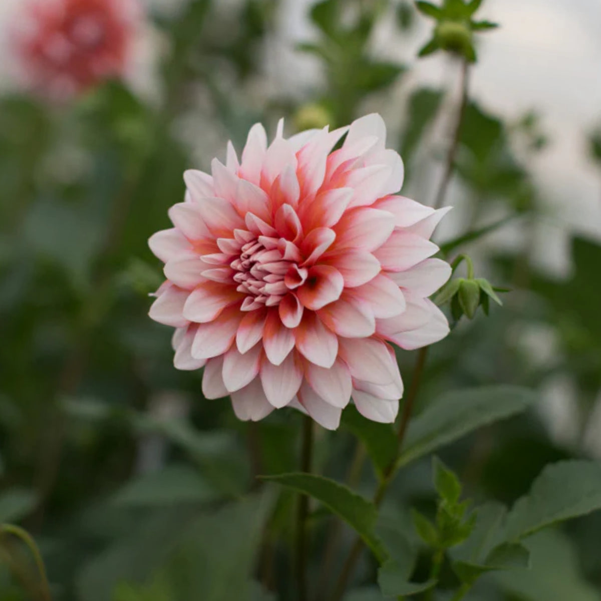 A la Mode Dahlia Seeds, 40+ seeds