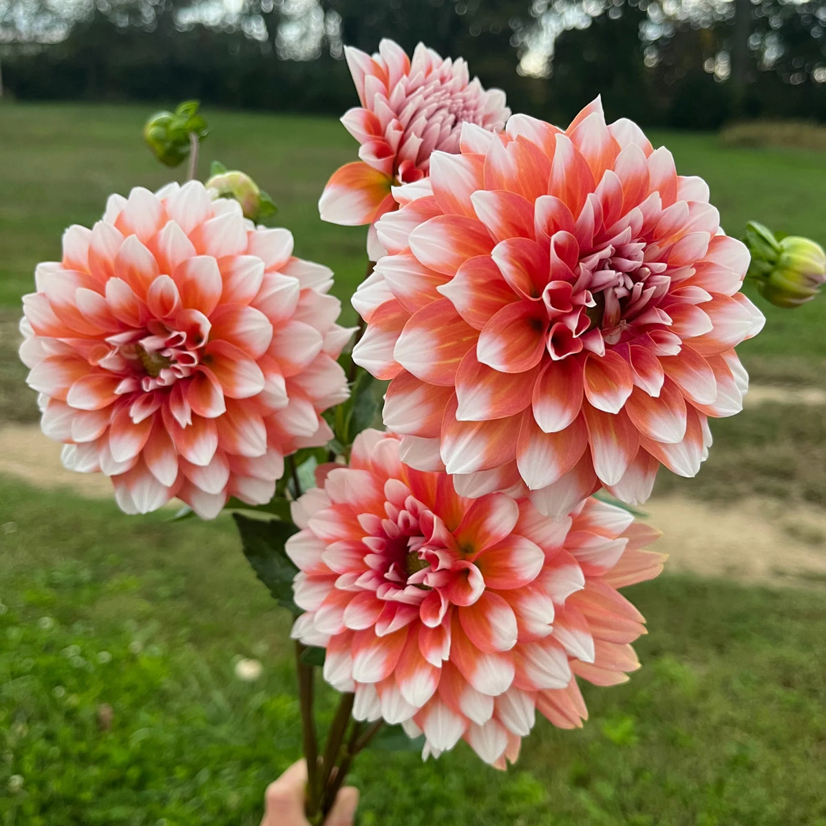A la Mode Dahlia Seeds, 40+ seeds