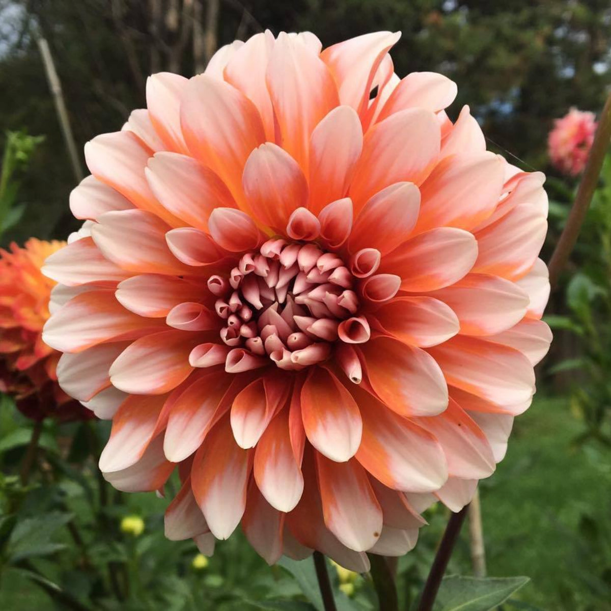 A la Mode Dahlia Seeds, 40+ seeds