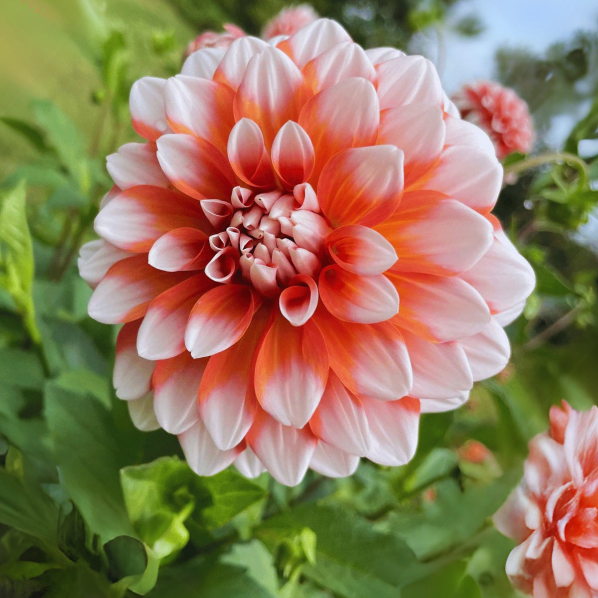 A la Mode Dahlia Seeds, 40+ seeds