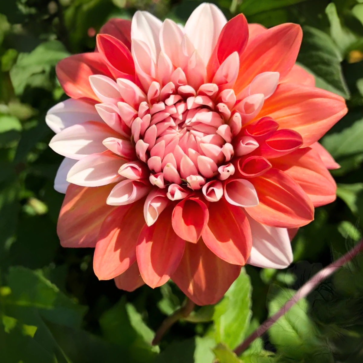 A la Mode Dahlia Seeds, 40+ seeds