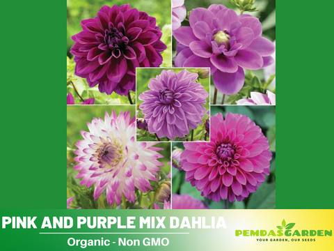 annual dahlia seeds 40+ Seeds| Pink and purple mix Dahlia Seeds– Heirloom Dahlia Mix, Colo – PEMDASGARDEN
