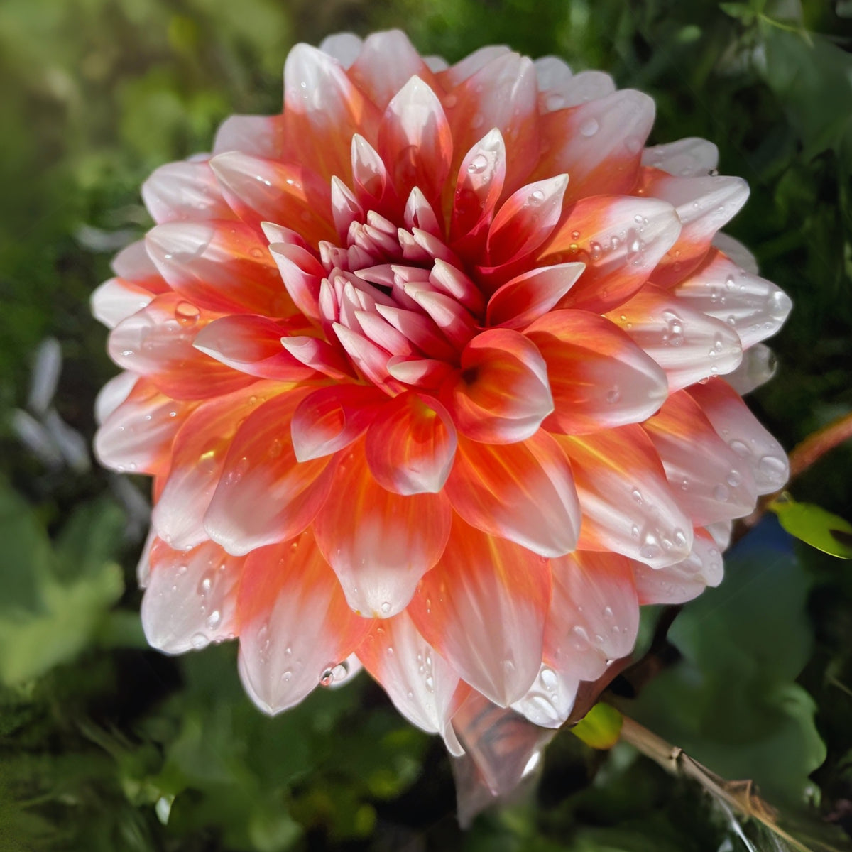 A la Mode Dahlia Seeds, 40+ seeds