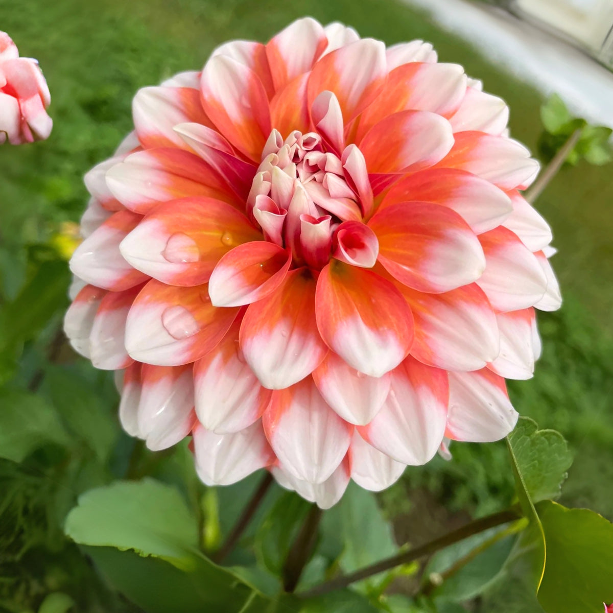 A la Mode Dahlia Seeds, 40+ seeds