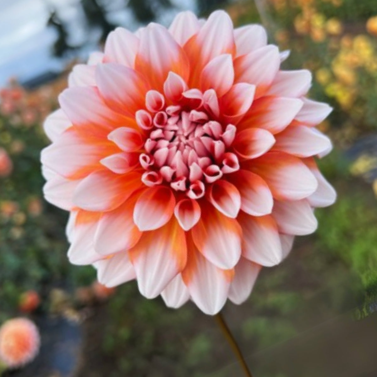 A la Mode Dahlia Seeds, 40+ seeds