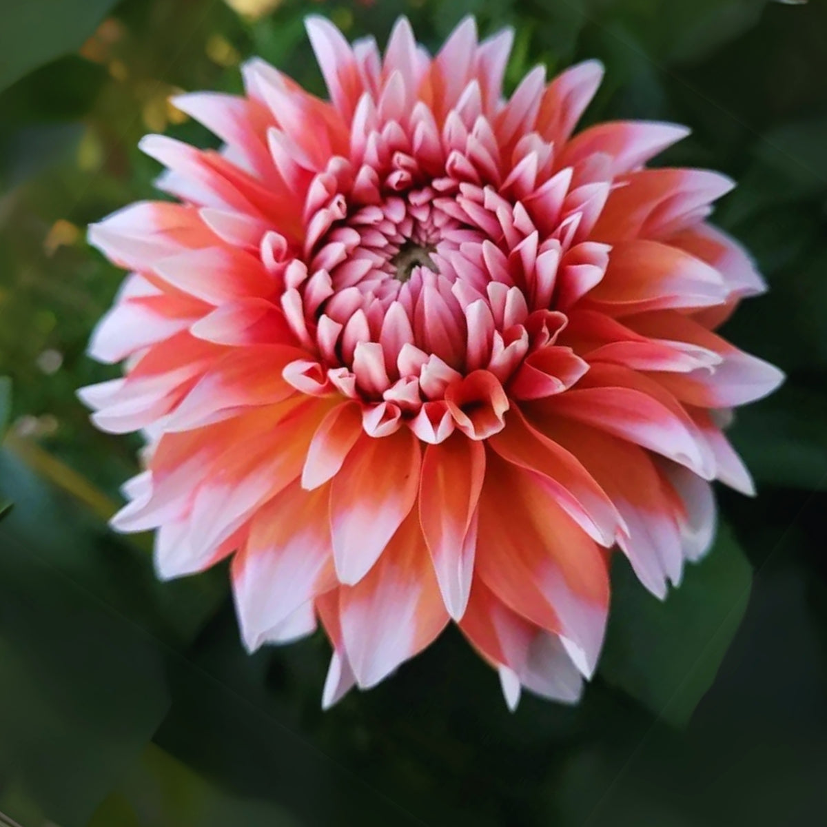 A la Mode Dahlia Seeds, 40+ seeds