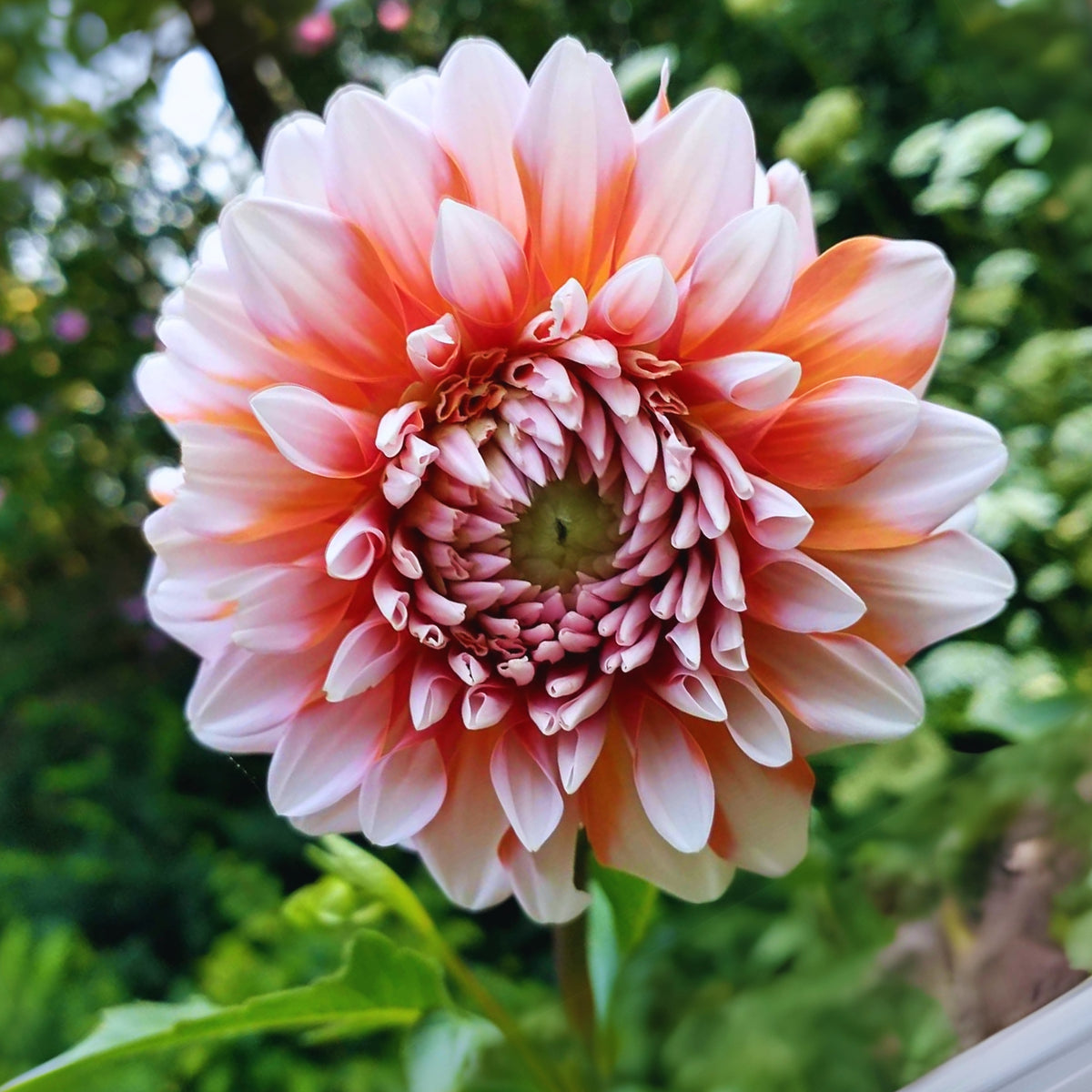 A la Mode Dahlia Seeds, 40+ seeds